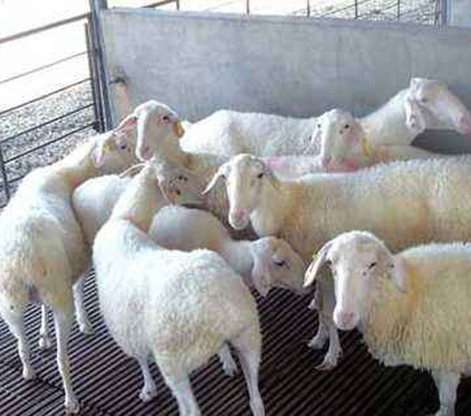哪里有澳洲白羊养殖场澳洲白羊种公羊价格